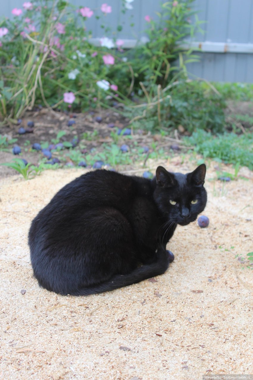 Коты вдохновляют — Болталка и разговоры обо всем: жизнь