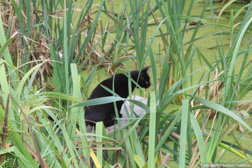 Коты вдохновляют — Болталка и разговоры обо всем: жизнь