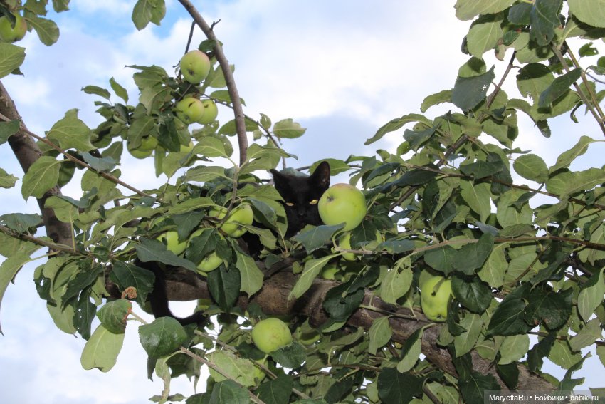 Коты вдохновляют — Болталка и разговоры обо всем: жизнь (фото 5)
