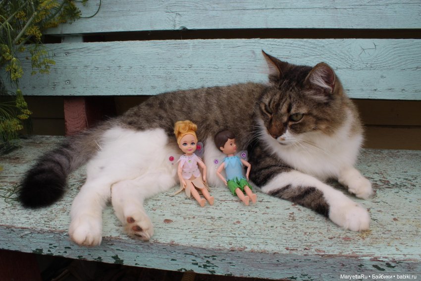 Коты вдохновляют — Болталка и разговоры обо всем: жизнь