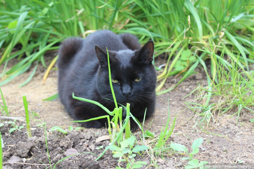 Коты вдохновляют — Болталка и разговоры обо всем: жизнь