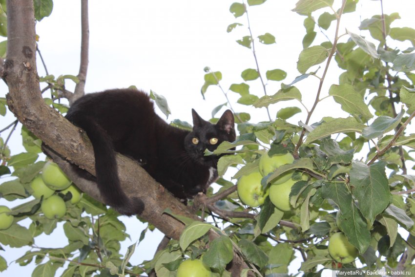 Коты вдохновляют — Болталка и разговоры обо всем: жизнь (фото 4)