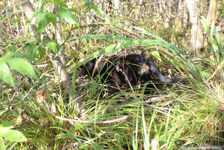 Коты вдохновляют — Болталка и разговоры обо всем: жизнь