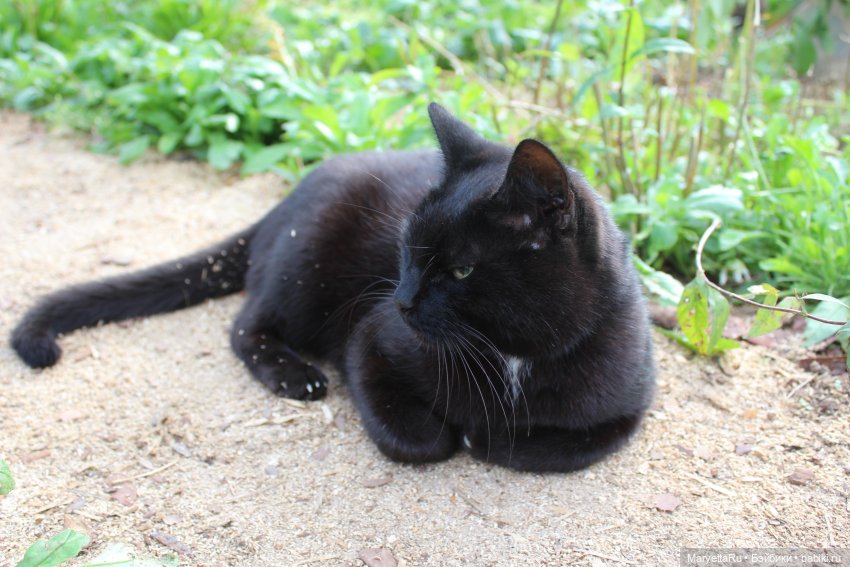 Коты вдохновляют — Болталка и разговоры обо всем: жизнь