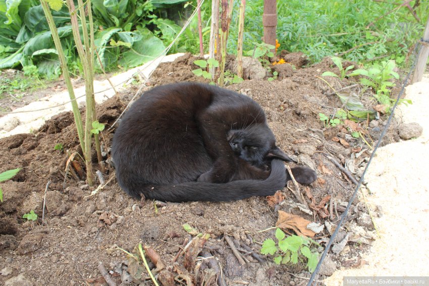 Коты вдохновляют — Болталка и разговоры обо всем: жизнь