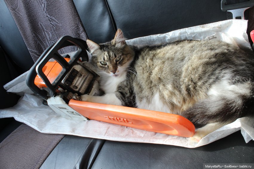 Коты вдохновляют — Болталка и разговоры обо всем: жизнь