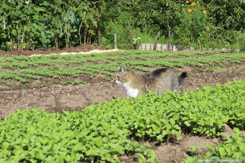 Коты вдохновляют — Болталка и разговоры обо всем: жизнь (фото 9)
