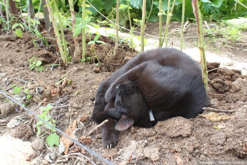 Коты вдохновляют — Болталка и разговоры обо всем: жизнь