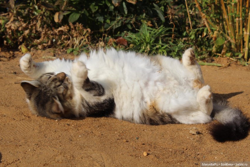 Коты вдохновляют — Болталка и разговоры обо всем: жизнь