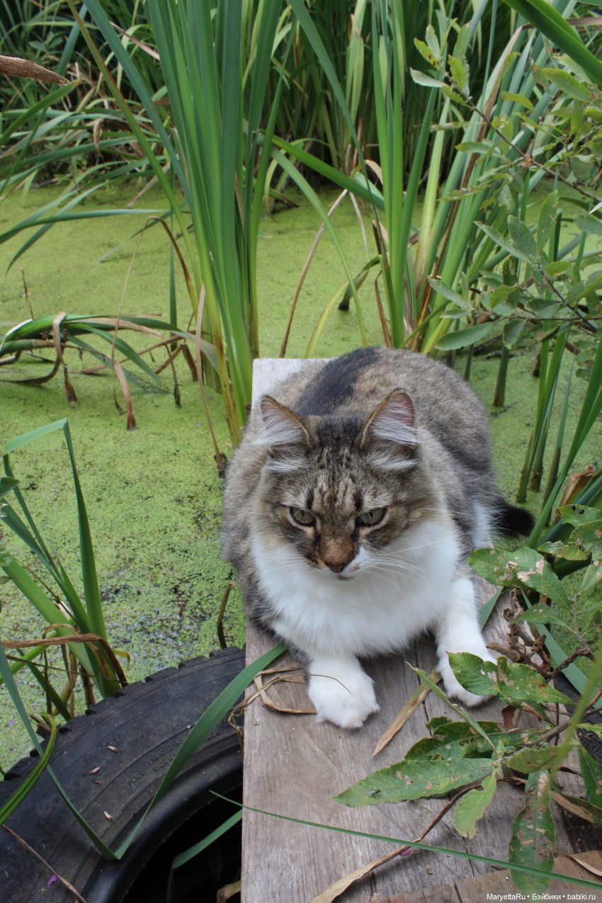 Коты вдохновляют — Болталка и разговоры обо всем: жизнь