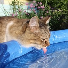 Коты вдохновляют