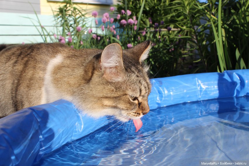 кот пьёт из бассейна, вода, красивая фотография