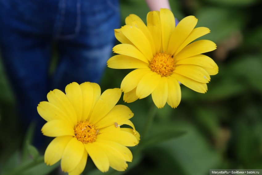 Мелоди 17 лет — Кукольные фотоистории и сериалы: комиксы