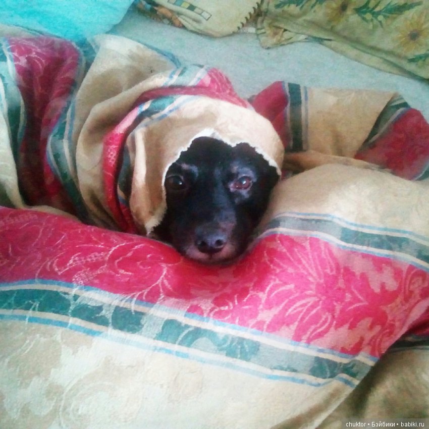 Как я завела "той-терьера" (фото 4)