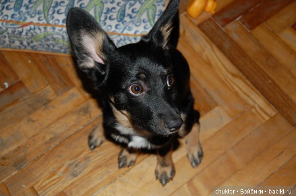 Как я завела "той-терьера" (фото 7)