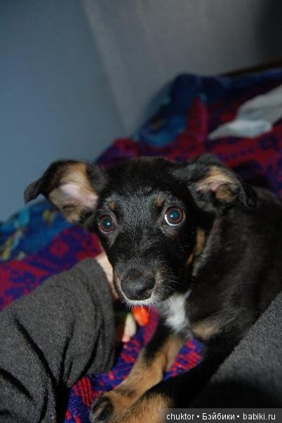 Как я завела "той-терьера" (фото 3)