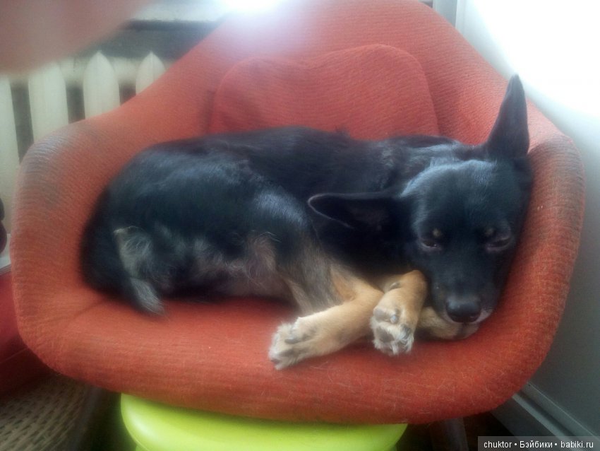 Как я завела "той-терьера" (фото 6)