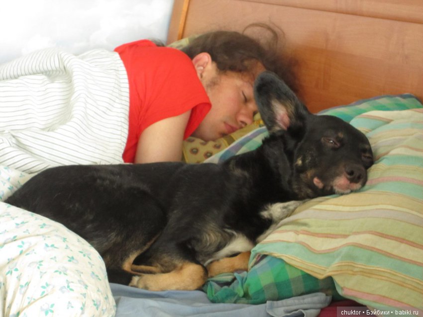 Как я завела "той-терьера" (фото 5)