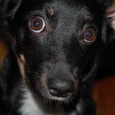 Как я завела "той-терьера"