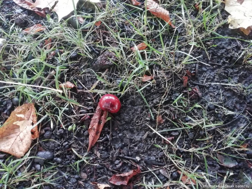 Каштановое безумие — Болталка и разговоры обо всем: жизнь (фото 2)