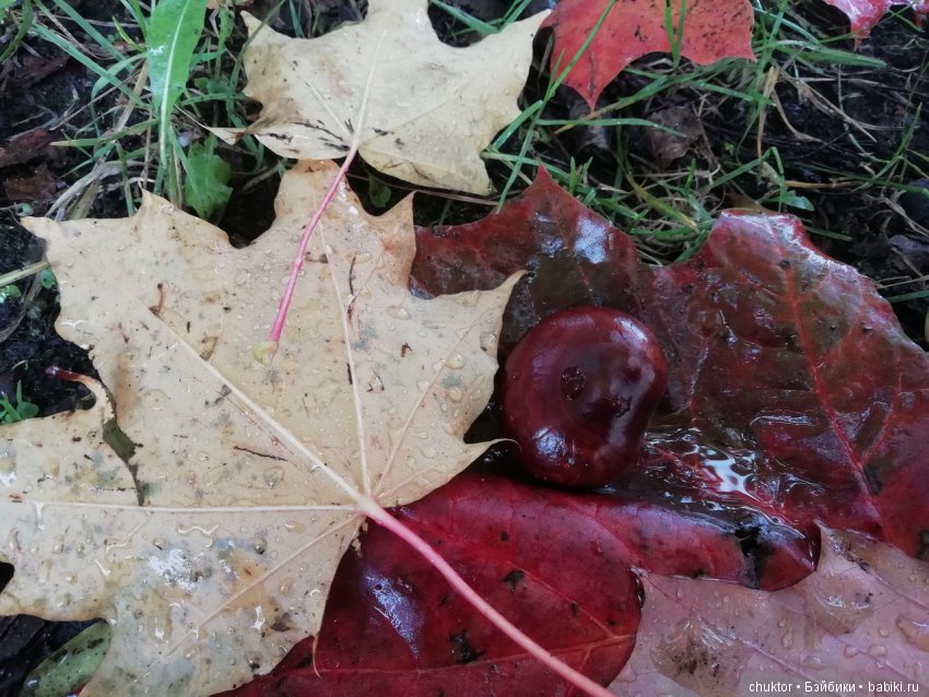 Каштановое безумие — Болталка и разговоры обо всем: жизнь (фото 3)
