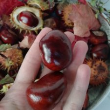 Каштановое безумие