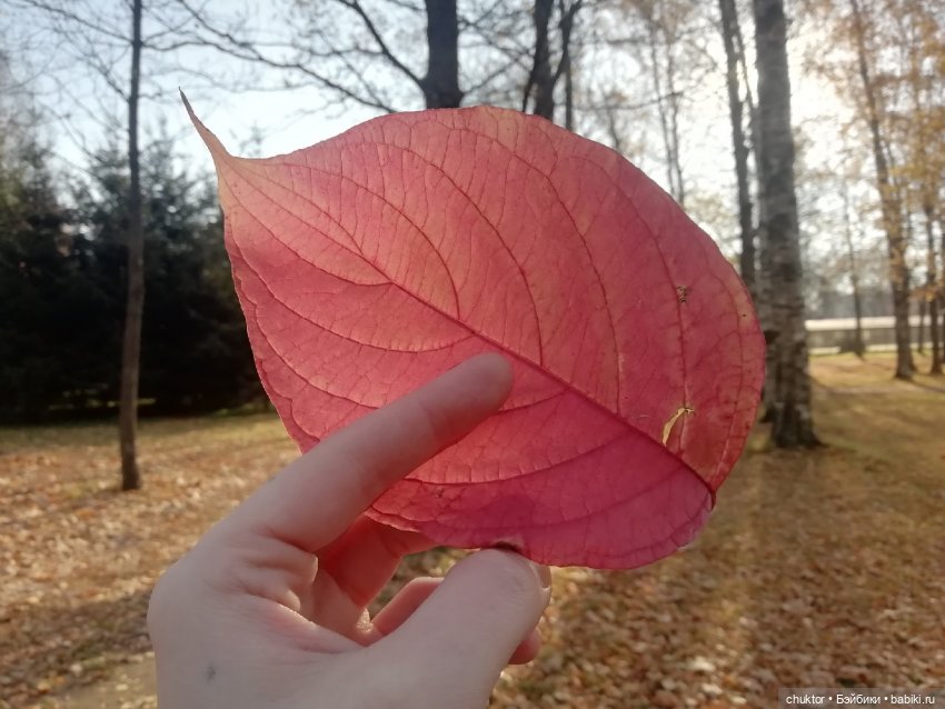 Сюрреализм, листья и улитки (фото 4)