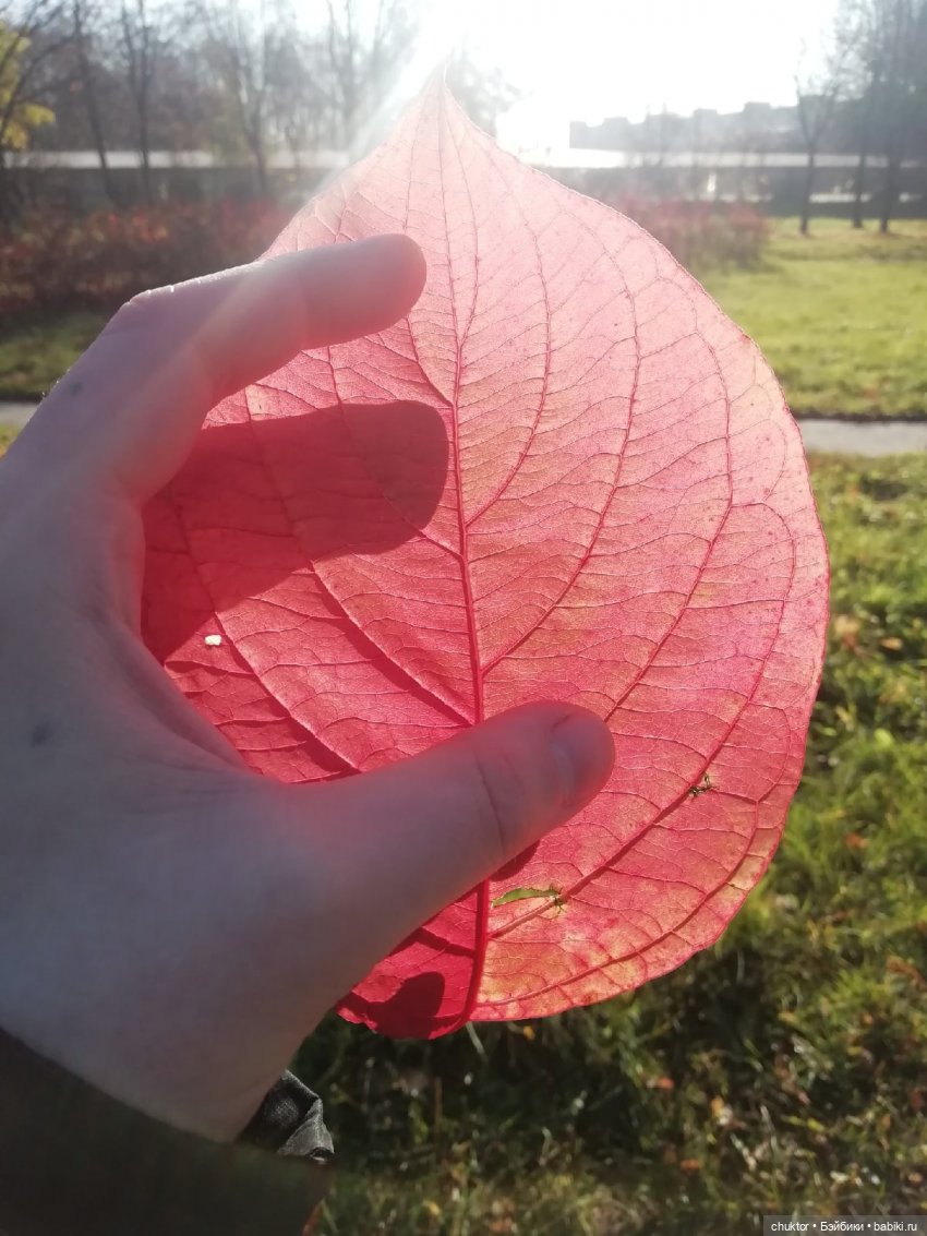 Сюрреализм, листья и улитки (фото 3)