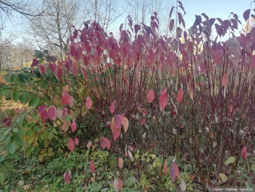 Сюрреализм, листья и улитки (фото 2)