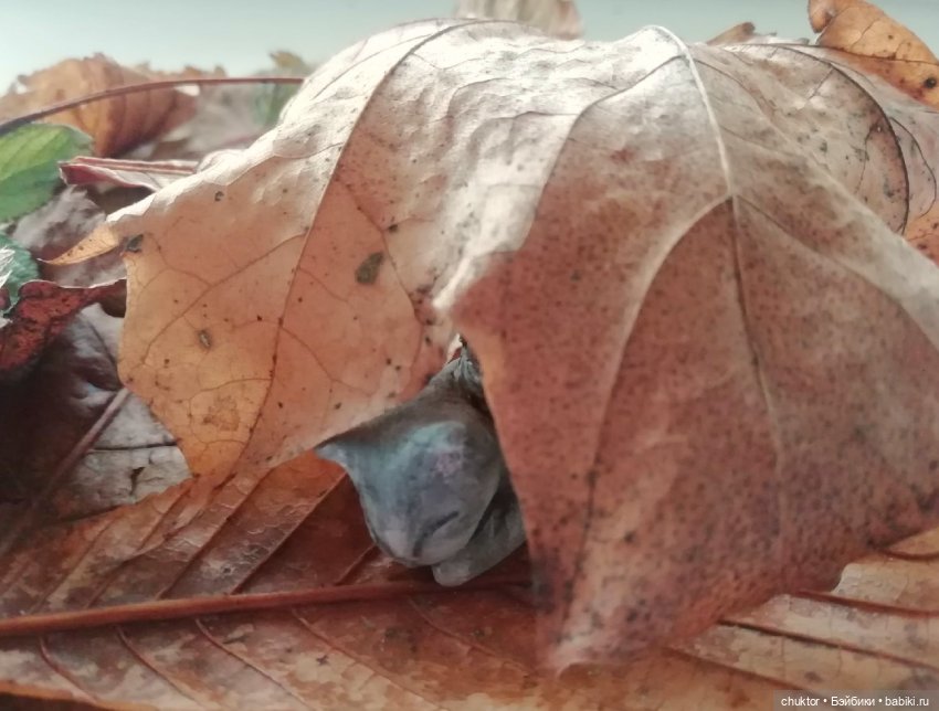 Осенняя охота на котулиток (фото 5)