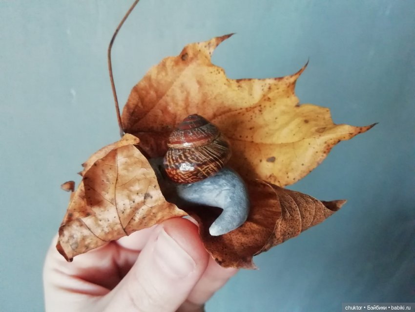 Осенняя охота на котулиток