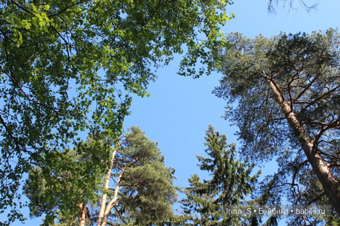 Приключения Йоко Кин. Часть 4. Первое барбекю