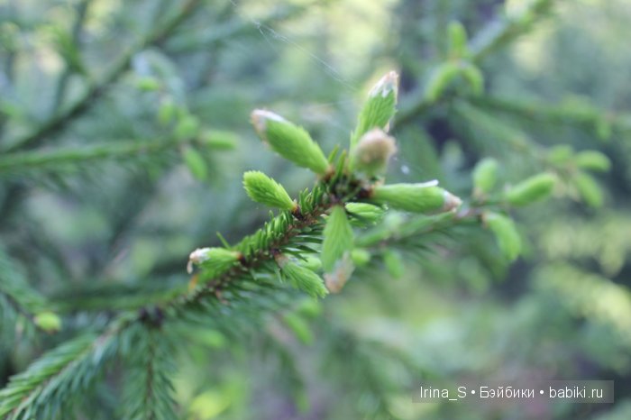 Приключения Йоко Кин. Часть 4. Первое барбекю