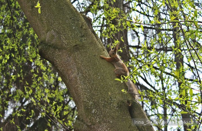 Приключения Йоко Кин, Момоко. Часть 2. Первомайская прогулка