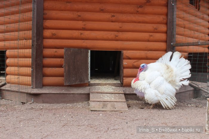 Приключения Йоко Кин, Момоко. Часть 2. Первомайская прогулка (фото 10)