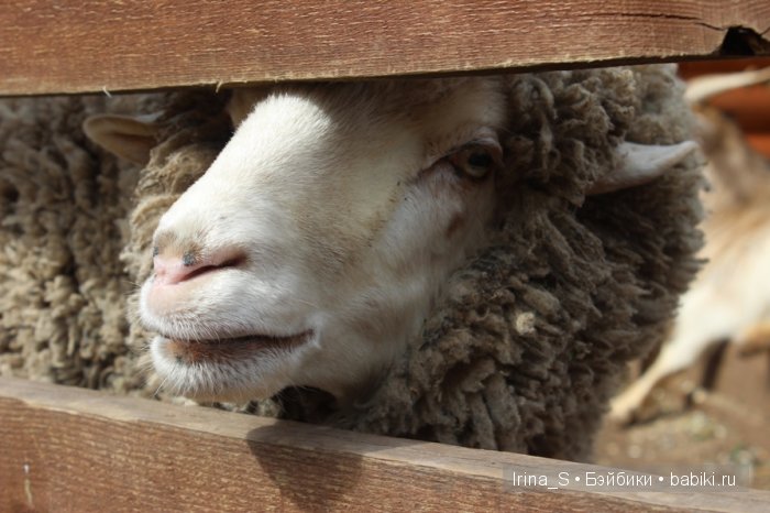Приключения Йоко Кин, Момоко. Часть 2. Первомайская прогулка (фото 8)