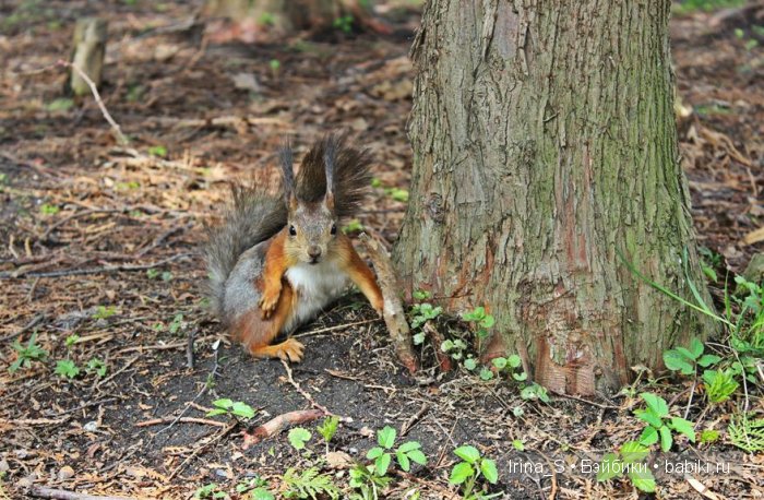 Приключения Йоко Кин, Момоко. Часть 2. Первомайская прогулка