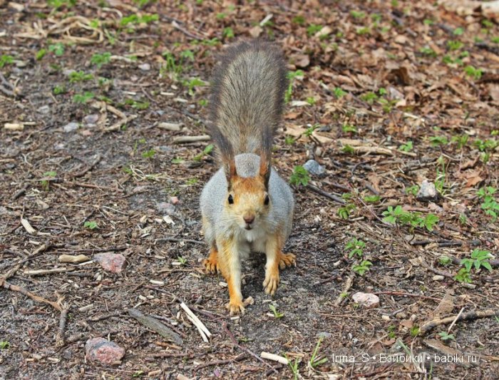 Приключения Йоко Кин, Момоко. Часть 2. Первомайская прогулка