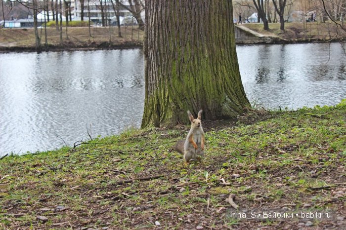Приключения Йоко Кин, Момоко. Часть 2. Первомайская прогулка