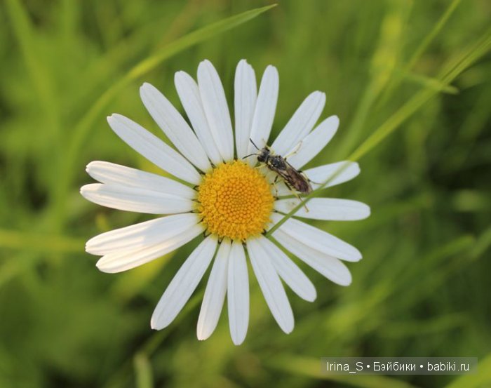 Лето Эрики (Obitsu 23 sm + Nano Haruka). Сады