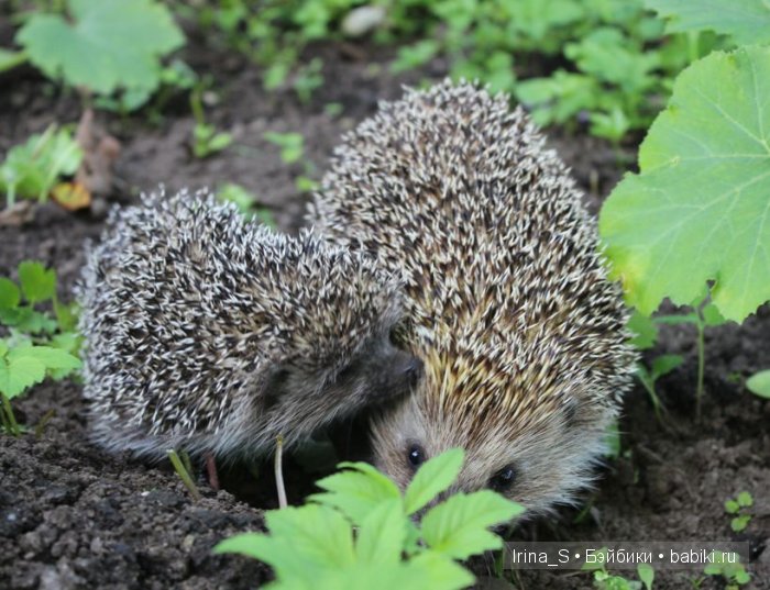Лето Эрики (Obitsu 23 sm + Nano Haruka). Сады