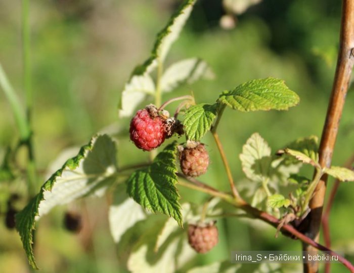 Лето Эрики (Obitsu 23 sm + Nano Haruka). Сады (фото 2)
