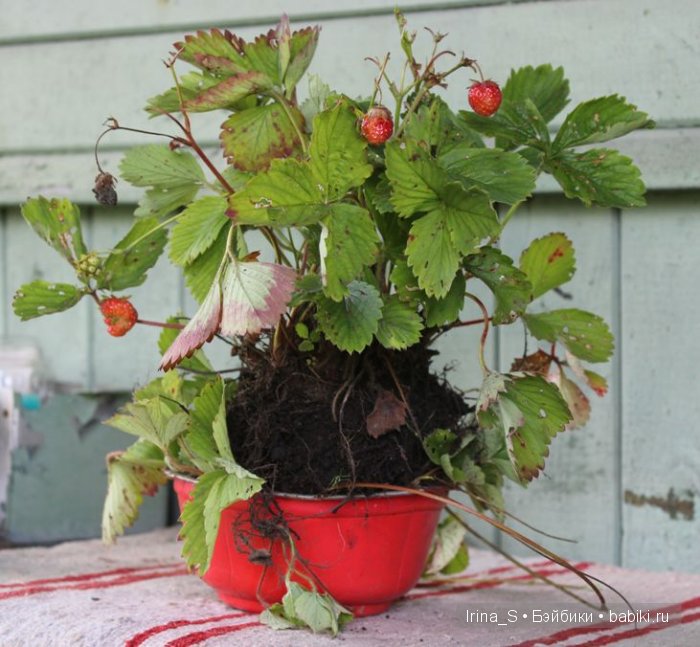 Лето Эрики (Obitsu 23 sm + Nano Haruka). Сады (фото 8)