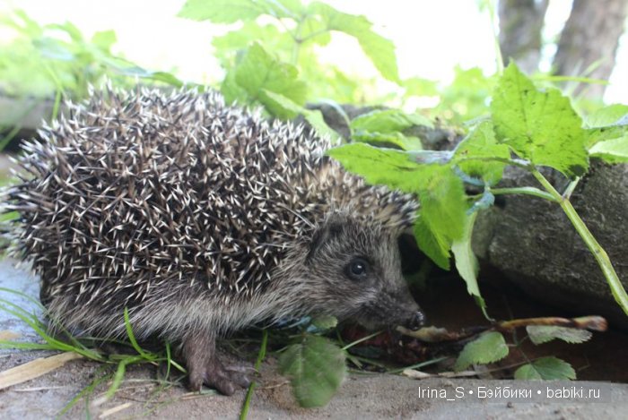 Лето Эрики (Obitsu 23 sm + Nano Haruka). Сады