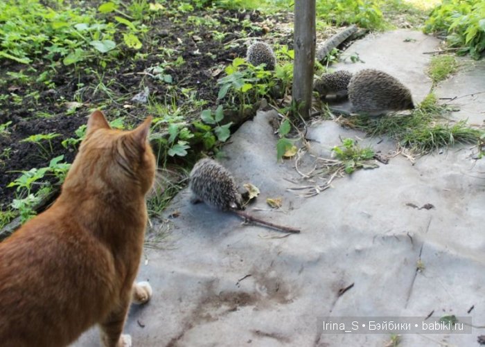 Лето Эрики (Obitsu 23 sm + Nano Haruka). Сады