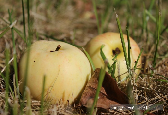 Август — Куклы и тела Obitsu (Обитсу): 1/6