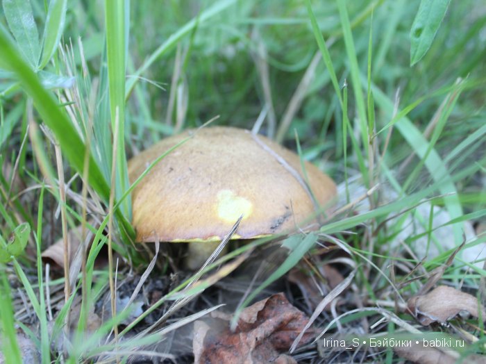 Август — Куклы и тела Obitsu (Обитсу): 1/6 (фото 5)