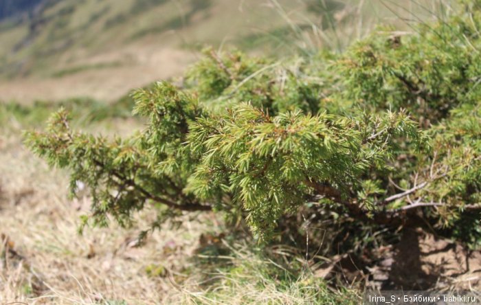 Приключения Йоко Кин. Часть 5. Каникулы в Сочи с куклой Момоко