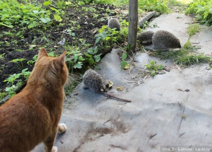 Летние путешествия. Последний топик про Эрику (Obitsu 23 sm + Nano Haruka)