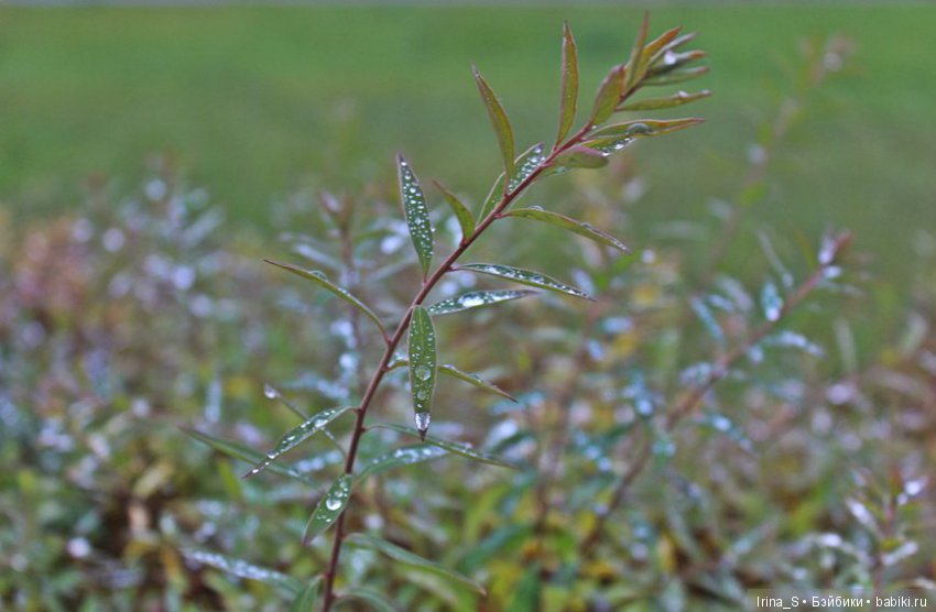 Близкое дыхание зимы. Миленка от Studio Milim (фото 3)